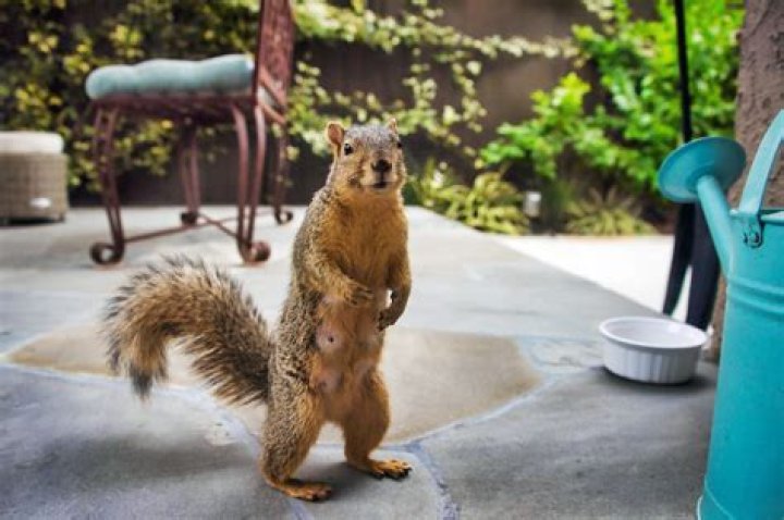 Are ground squirrels bad for your yard?