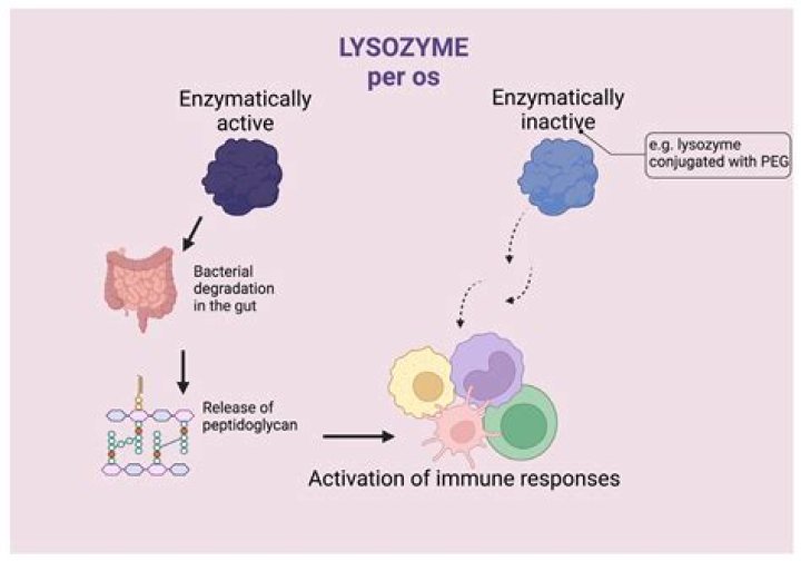 Are Lysozymes found in lysosomes?