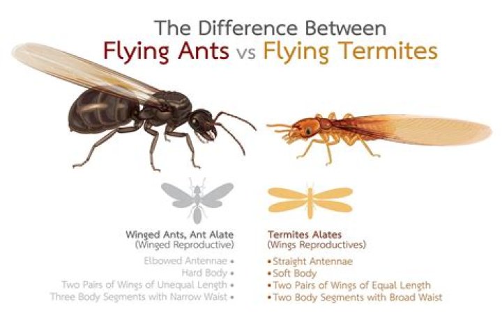 Are termites and flying ants the same thing?