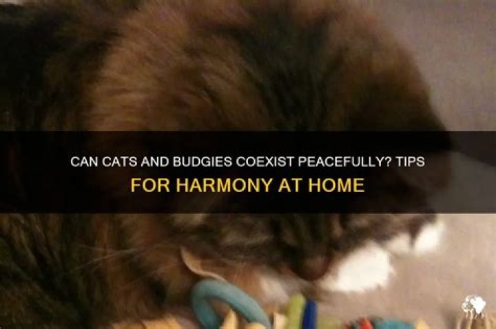 Can cats and budgies get along?