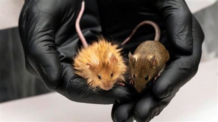 Can mice get rabies?