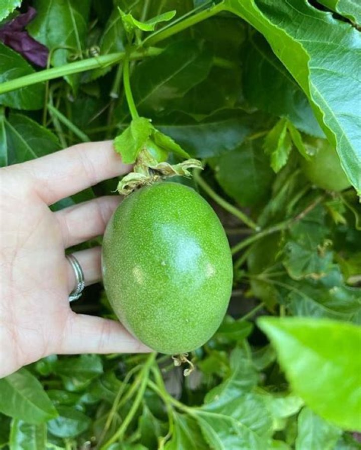 Can passionfruit be poisonous? | ContextResponse.com