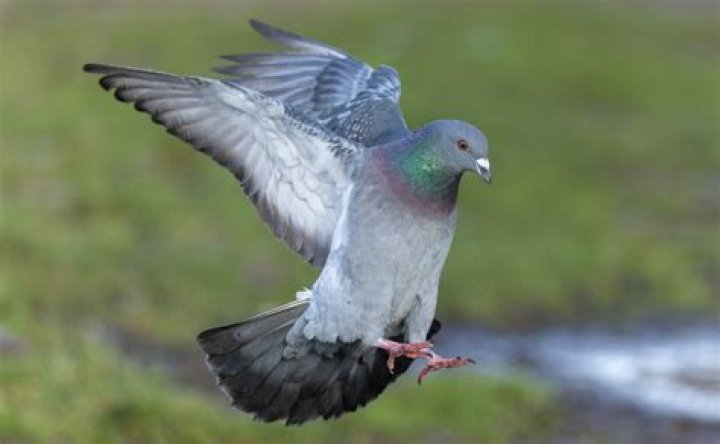 Can you eat a feral pigeon?