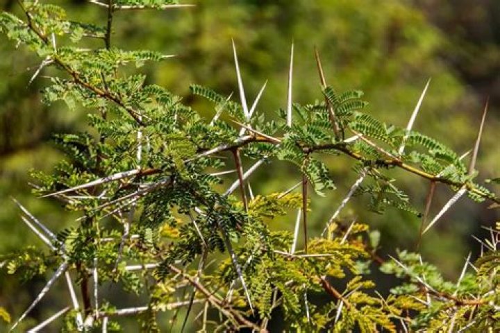 Can you grow acacia from cuttings?