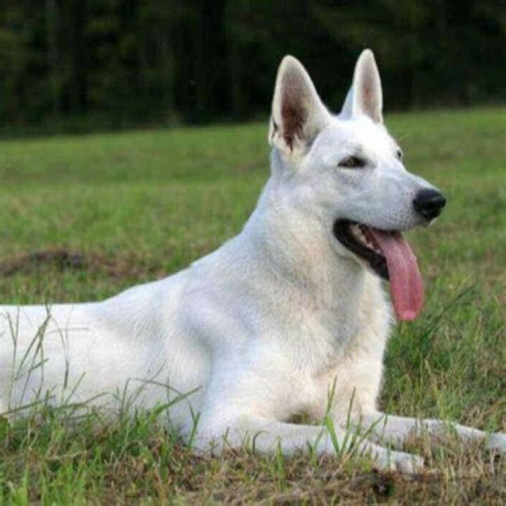 Can you shave a white German shepherd?