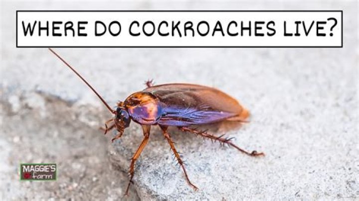 Do cockroaches eat dead cockroaches?