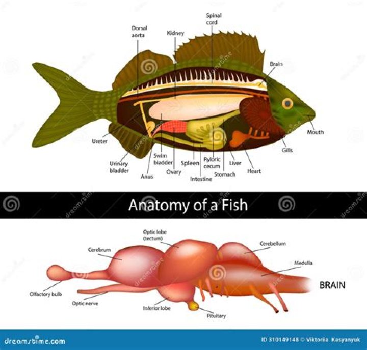 Do fishes have arteries? | ContextResponse.com