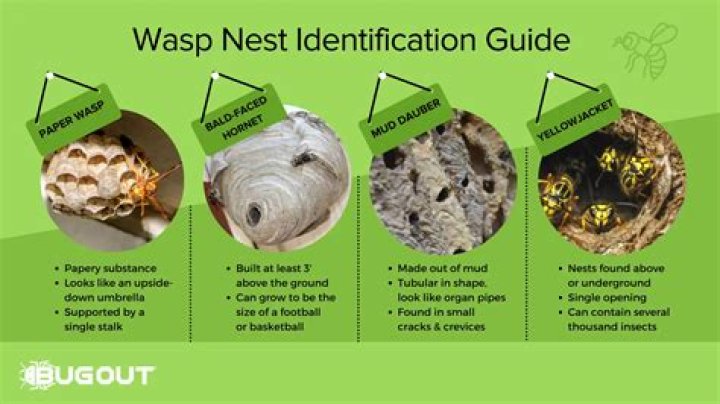 Do wasp nests have honeycombs?
