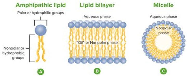 How are lipids transported? | ContextResponse.com