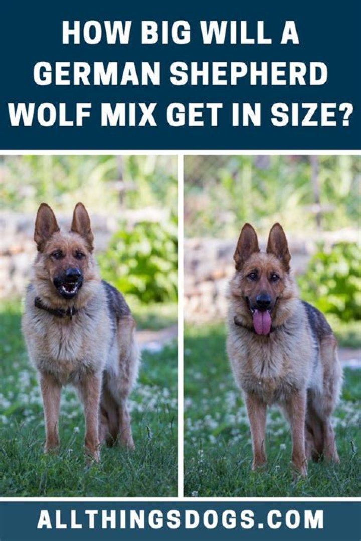 How big do German shepherd wolf mix get?