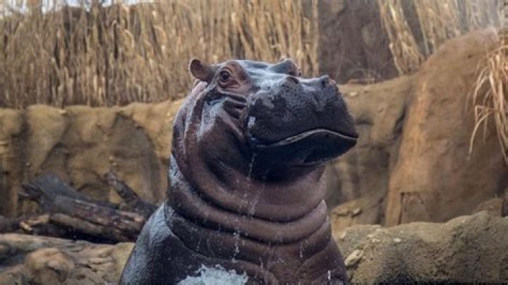 How big is Bibi the hippo?