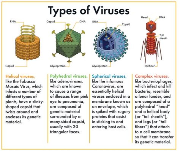 How can DNA sequencing be used to identify viruses?