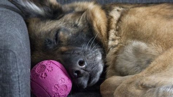 How do I know if my dog is car sick?