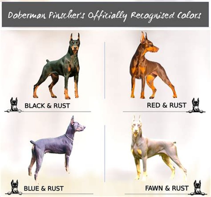 How do I make my Doberman coat shiny?