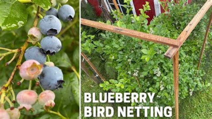 How do I protect my blueberry plants from birds?