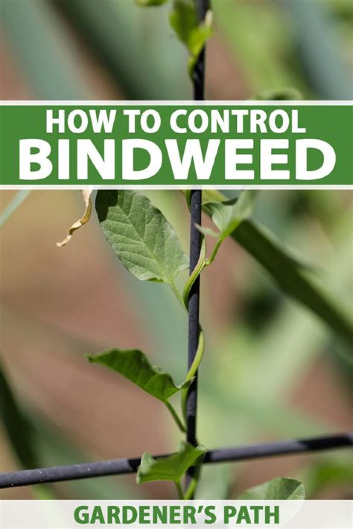 How do you get rid of morning glory bindweed?
