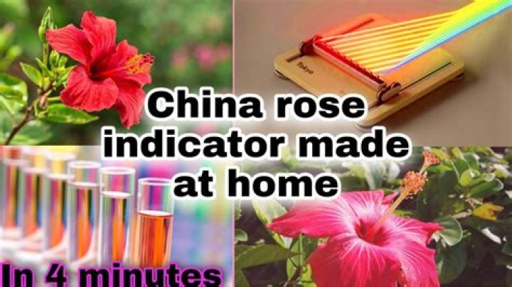 How do you make a China rose indicator at home?