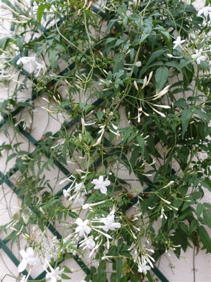 How do you make vine Jasmine?