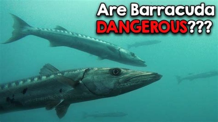 How does a barracuda defend itself?