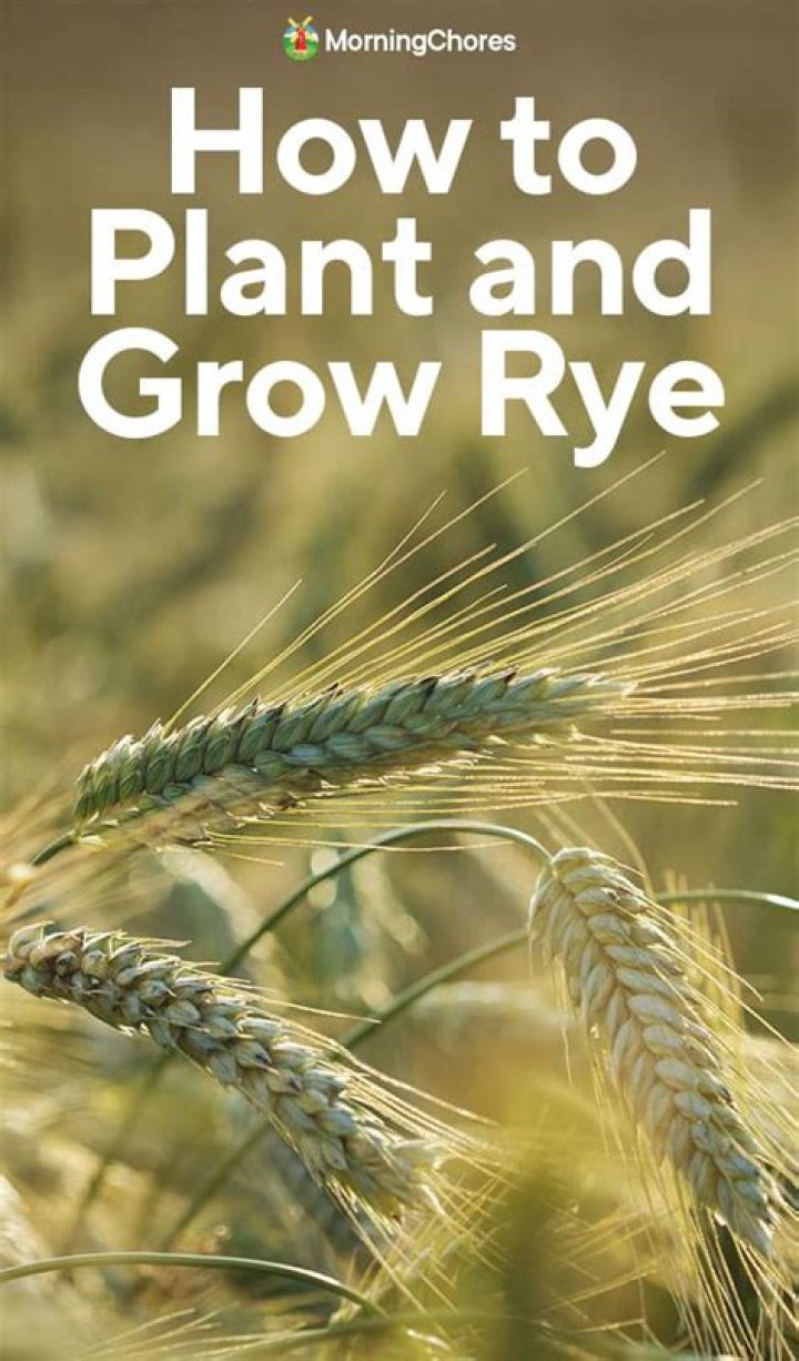 How late can you plant fall rye?