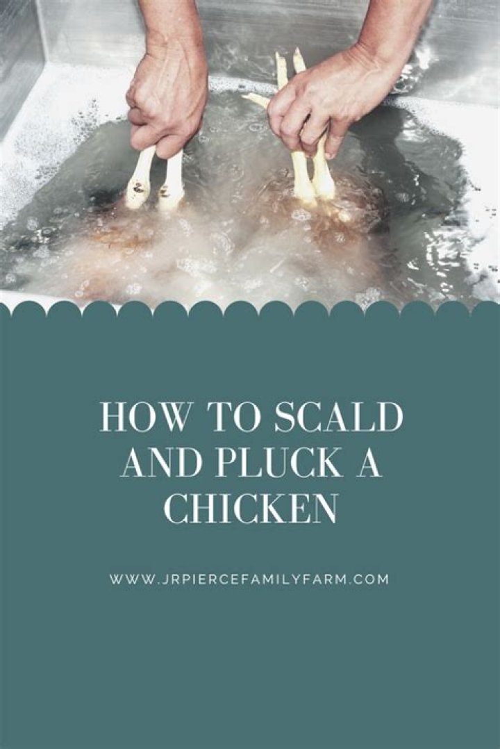 How long does it take to pluck a chicken by hand?