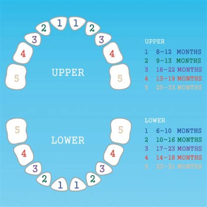How many teeth should my 11 month old have?