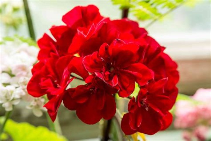 Is a geranium an annual or perennial?