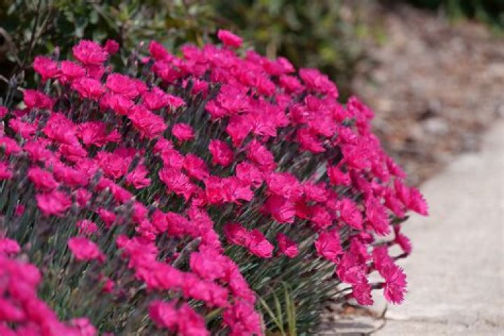 Is Dianthus barbatus a perennial?