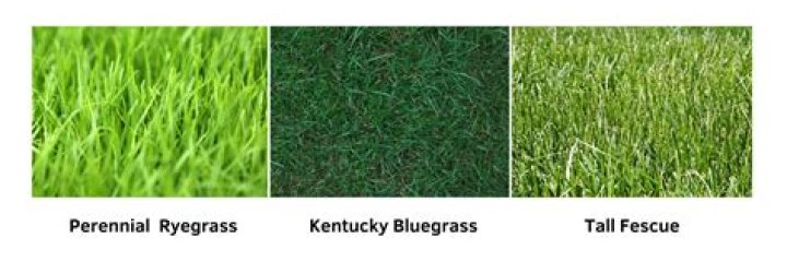 Is it OK to mix different types of grass seed?