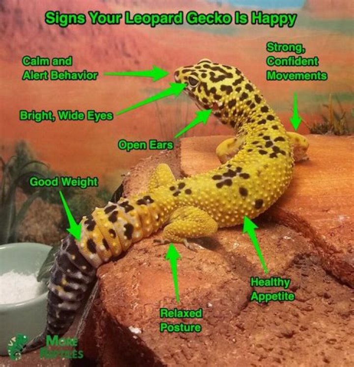 Should I help my leopard gecko shed?