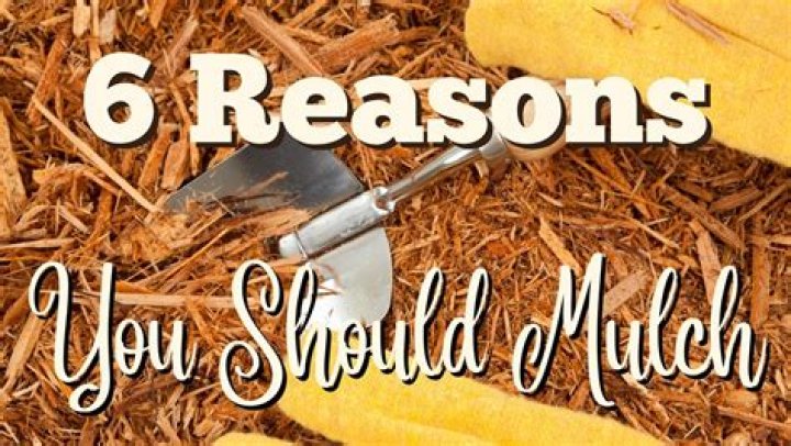Should you put down mulch every year?