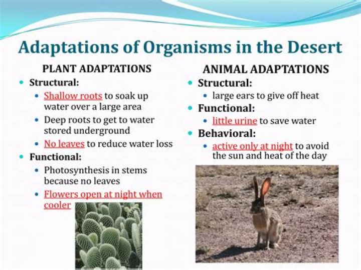 What are some adaptations of a porcupine?