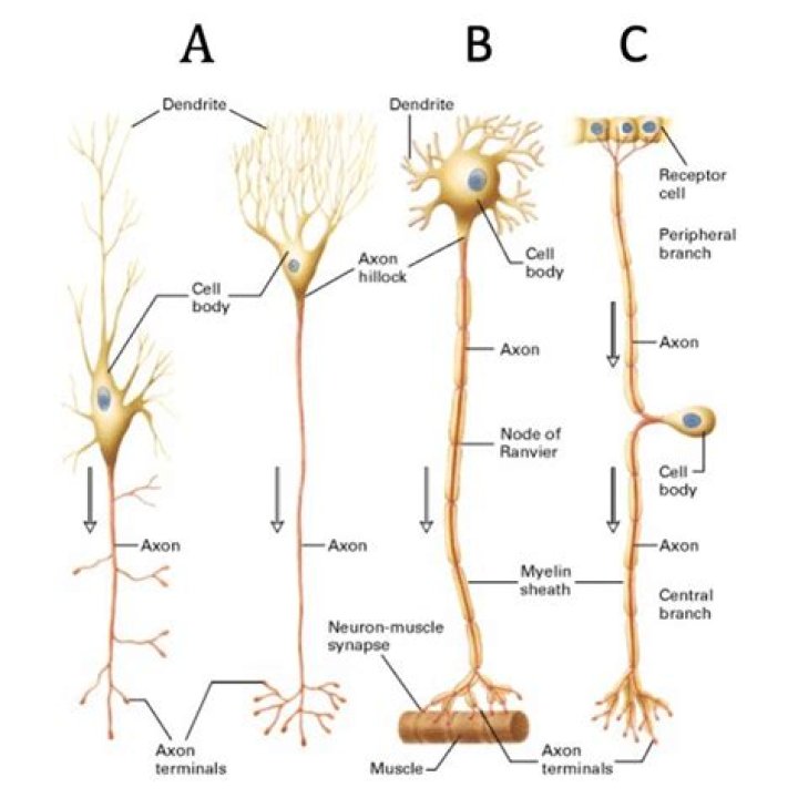 What are striatal neurons and what is their role?