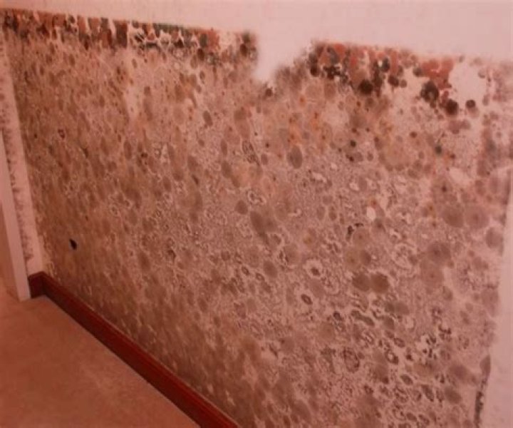 What are the symptoms of exposure to penicillium aspergillus mold?