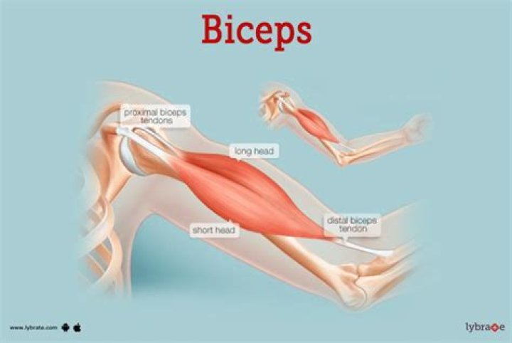 What are the two bicep muscles called?