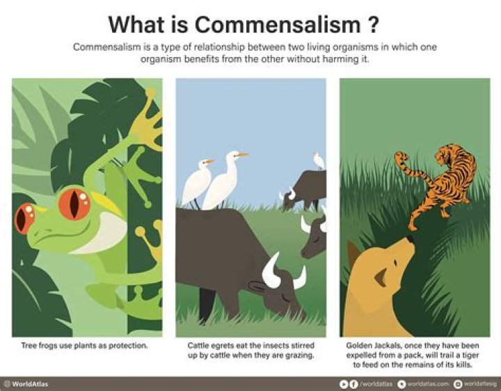 What are the types of Commensalism?