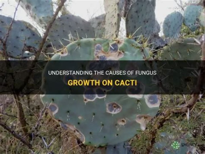 What causes fungus on cactus?