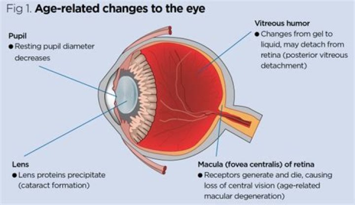 What changes in the vision occur with age?