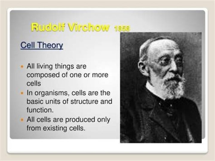 What did Rudolf Virchow discover?