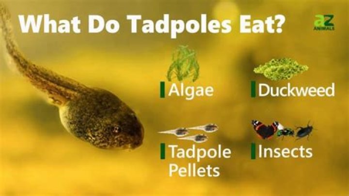 What do you feed tadpoles at home?