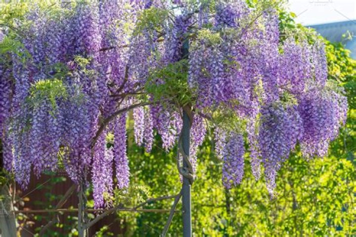 What does Wisteria look like?