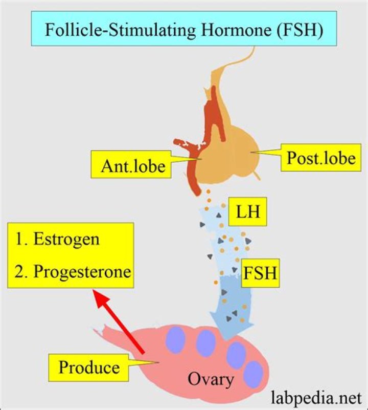 What effect does follicle stimulating hormone FSH have on males?