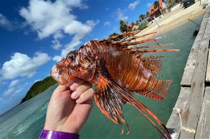 What fish can go with lionfish?