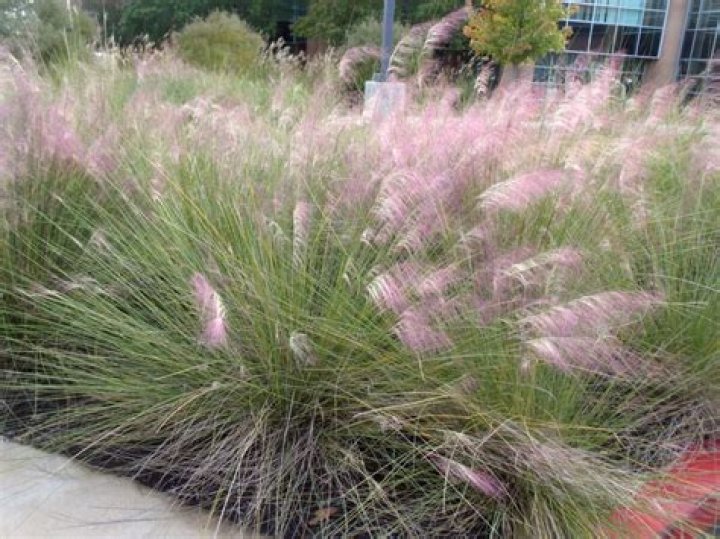 What Grass Grows in North Carolina?