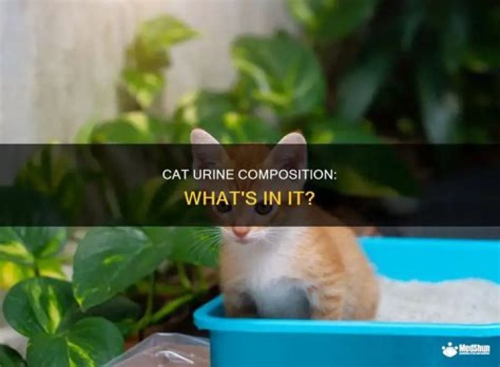 What is cat urine made of?