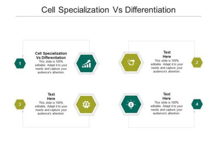 What is cell specialization and give an example?