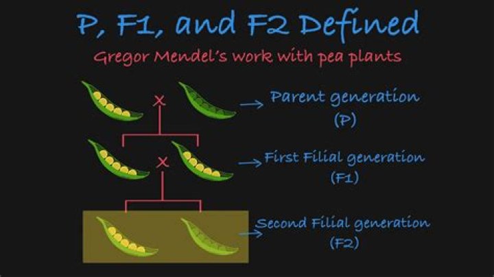 What is f1 and f2 in genetics?