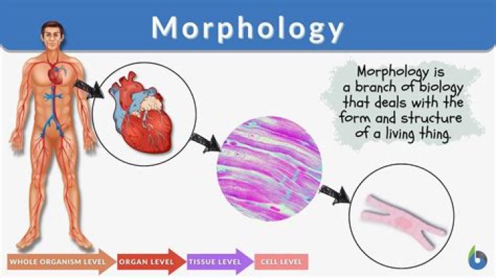 What is morphology and physiology of living things?