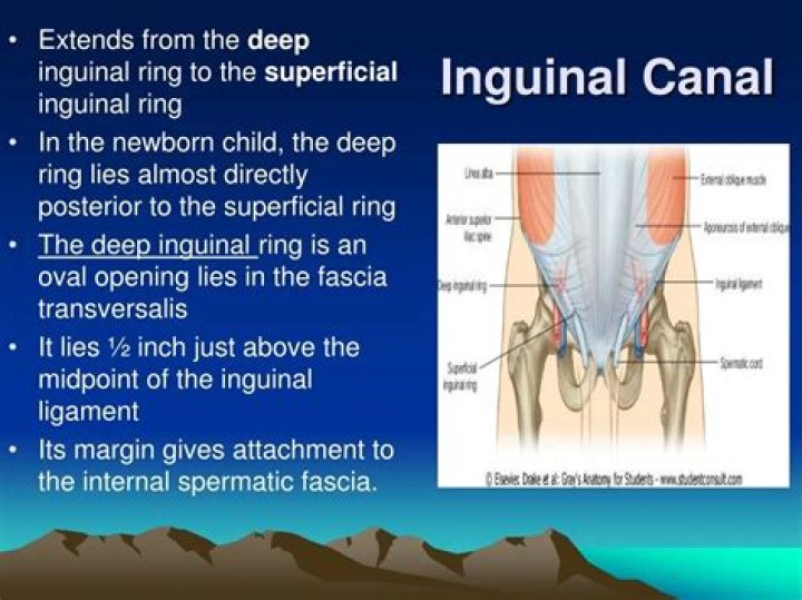What is the inguinal region?