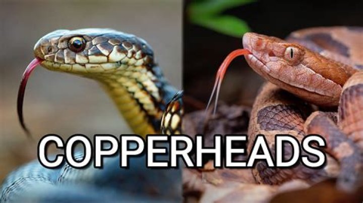 What is the natural predators of copperhead snakes?